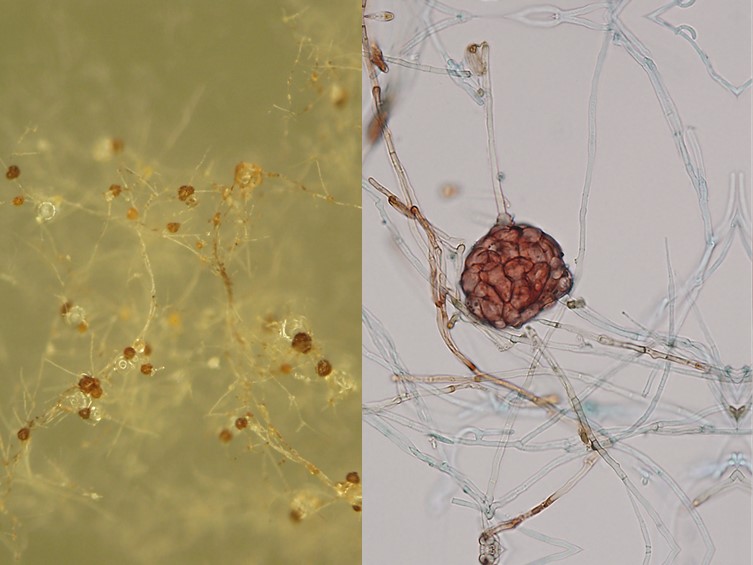 Ophiocordyceps brunneirubra